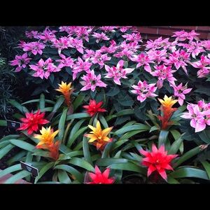 Meet your Posher, Suzanne